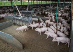 Abate de suínos e frangos cresceu no quarto trimestre de 2020