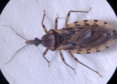 Ananindeua, no Pará, tem surto de casos da doença de Chagas